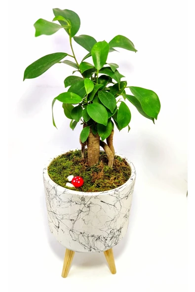 Dekoratif Desenli Saksıda Mini Bonsai - 2