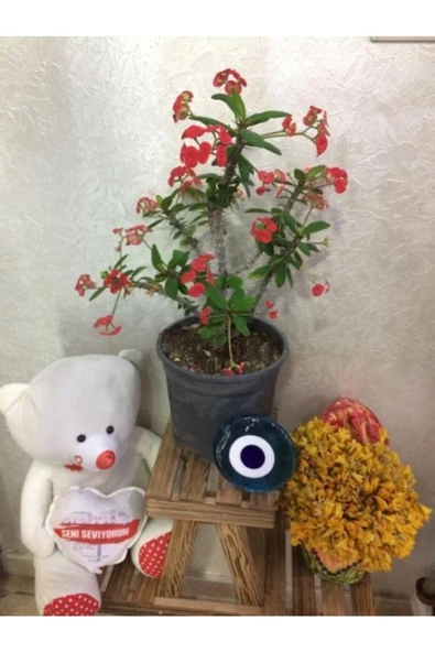 Eforbia Milii Dikenler Tacı Büyük Boy - Resim 3