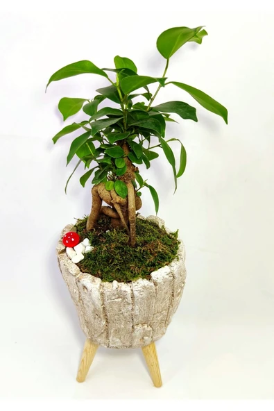 Dekoratif Ağaç Kabuğu Desenli Saksıda Mini Bonsai - 2