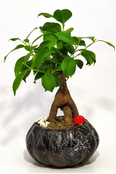 Dekoratif Saksıda Mini Bonsai