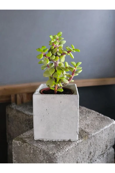 Dekoratif Mini Saksıda Mini Para Bonsai - 3