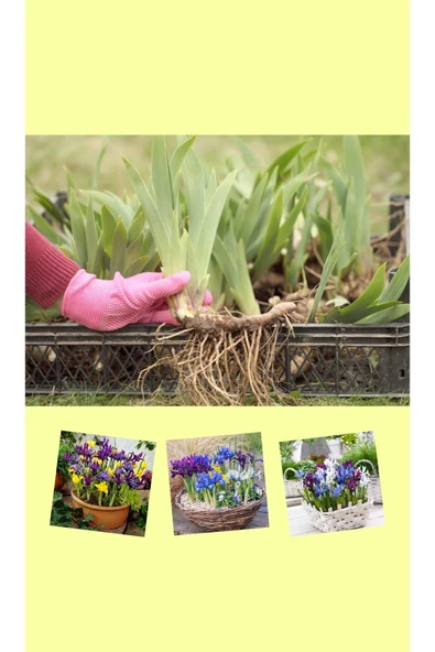 10 adet saksılık iris süsen soğanı Germany İris - Resim 6