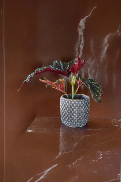 Bodrum Dizayn Taş Saksıda Çilli Begonya 01 - Resim 4