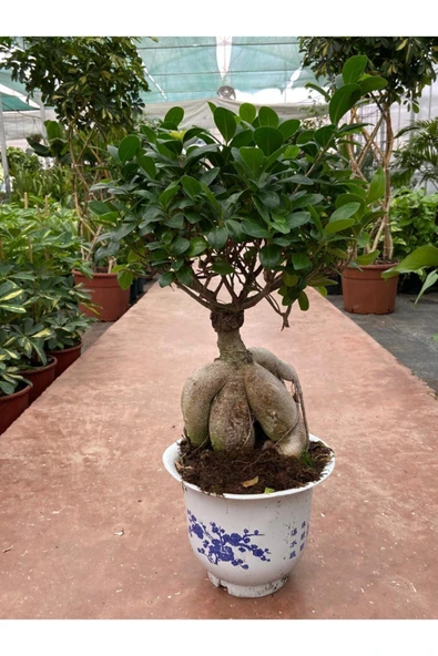 Ficus Microcarpa Ginseng Bonsai Orta Boy