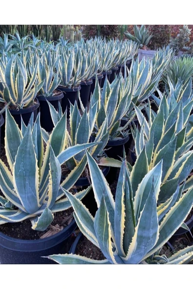 Agave Americana 12 cm Çapında Üretim Saksısında - 1