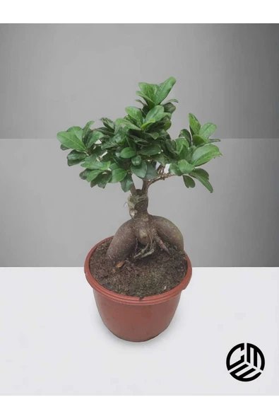 Mini Ficus Ginseng Bonsai Canlı Ev Ofis Salon Bitkisi