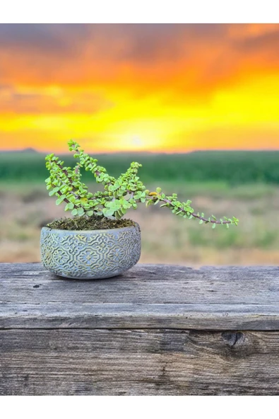 Taş Saksıda Afra Bonsai Yeşim Ağacı ürün görseli