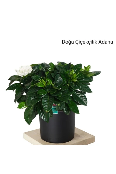 Gardenya Dekoratif Saksıda Hava Temizleyici - 1