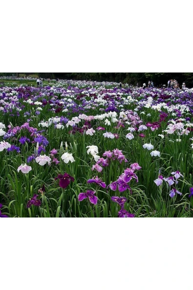 100 Adet Karışık Süsen Soğanı - Resim 3