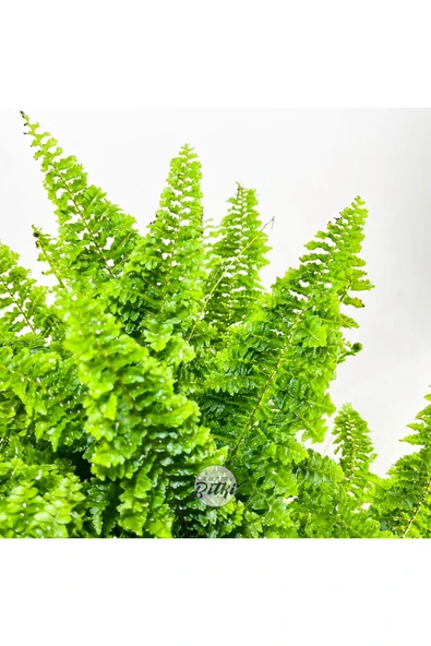 Nephrolepis Exaltata Cotton Candy (12 cm Saksıda) Özel Tür Aşk Merdiveni Eğrelti - Resim 6