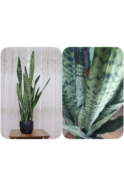 Paşa Kılıcı Peygamber Kılıcı Dekoratif Saksıda 001010100101 ürün görseli 1