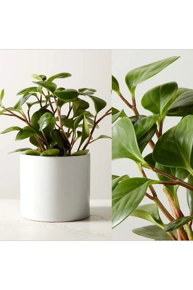 Umut Bitkisi Peperomia Obtusifolia ürün görseli 1