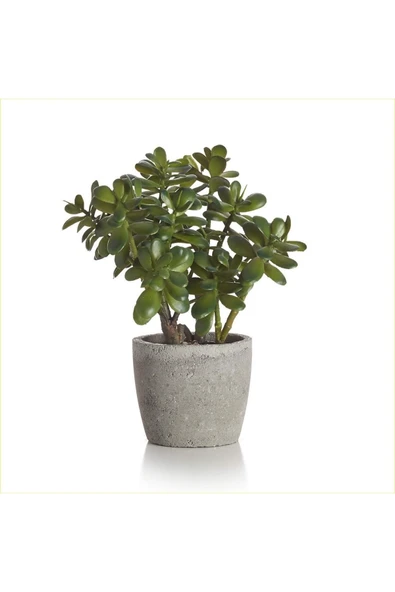 Para Ağacı Bereket, Iyi Şans Ve Para Çiçeği Crassula Ovata Doğal Dekoratif Saksıda