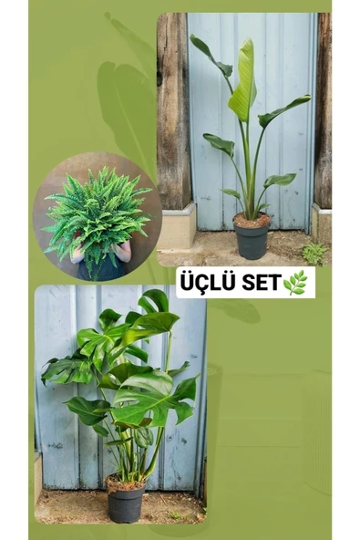 Starliçe Monstera Aşk Merdiveni Salon Bitkisi Kampanyalı Üçlü Set ürün görseli 1