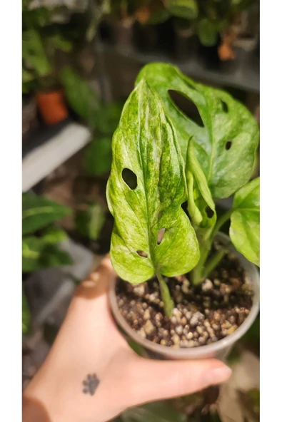 Monstera Adansonii Monkey Mask Deve Tabanı Bitkisi - Resim 4