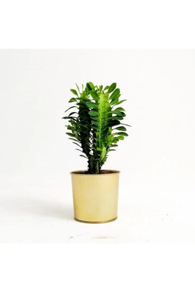 Euphorbia Trigona Green ürün görseli