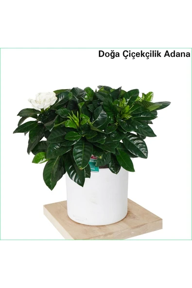 Gardenya Dekoratif Saksıda Hava Temizleyici Çiçek