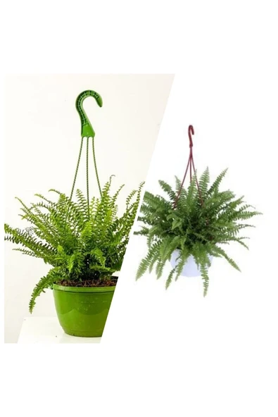 Aşk Merdiveni Askılı Saksıda ürün görseli