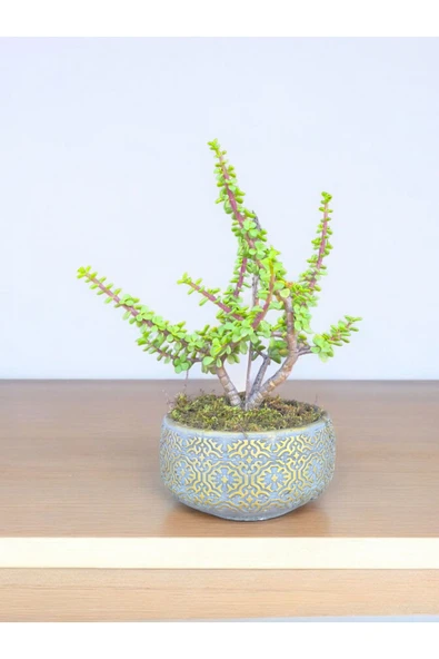 Beton Saksılı Afra Bonsai Yeşim Ağacı - Resim 5