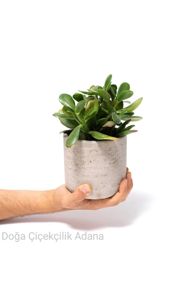 Seramik Saksıda Para Ağacı Bereket Ağacı Crassula Ovata 001 ürün görseli