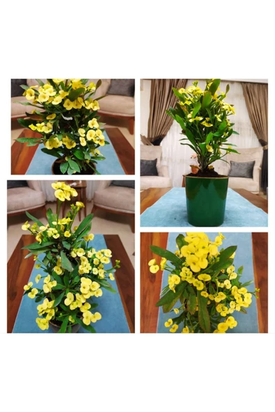 Büyük sarı dikenler tacı - Resim 2