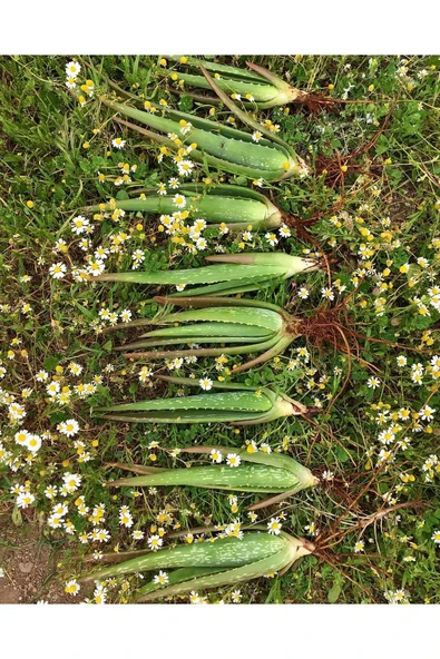 Çok Büyüyen Aloe Vera Bitkisi Fidanı 25 Cm Saksısız Köklü Odunsu Gövde Cinsi ürün görseli 1