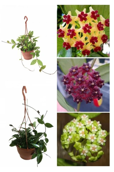 Askılı saksıda mum çiçeği ürün görseli