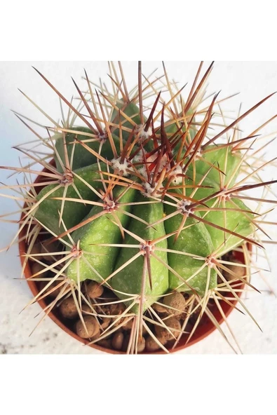 Melocactus--kaktüs - Resim 2