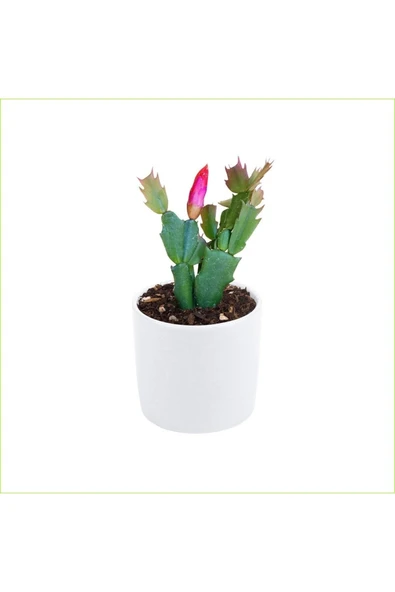 Yılbaşı Çiçeği Dekoratif Saksıda Schlumbergera 010101 ürün görseli 1