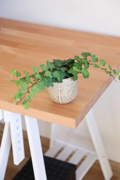 Hedera Helix-Orman Sarmaşığı-Yeşil Yapraklı Sarmaşık - Resim 3