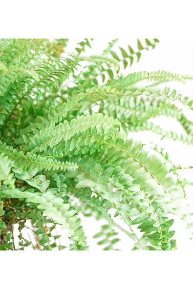 Aşk Merdiveni - Nephrolepis Green Lady - Resim 2