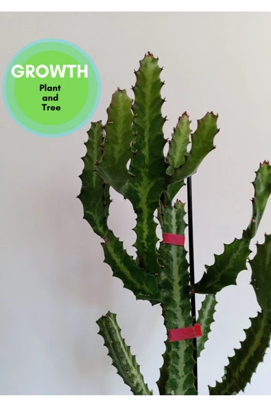 Euphorbia Lactea Kaktüs - Resim 3