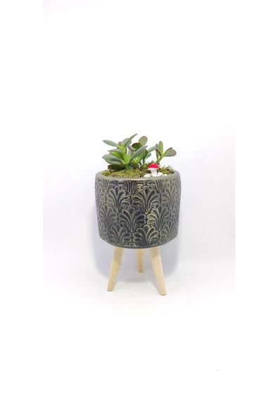 Dekoratif Desenli Saksıda Crassula