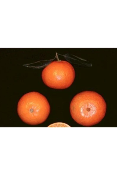 Ellendale Mandalina Fidanı ürün görseli