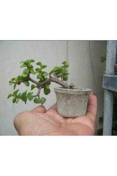 El yapımı Taş Saksıda Bonsai  ara Çiçeği Afra Yeşim Ağacı 012 - Resim 3
