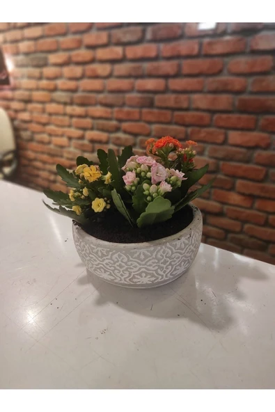 Dekoratif Saksıda Kalanşo Kalanchoe ürün görseli 1