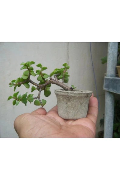El yapımı Taş Saksıda Bonsai  ara Çiçeği Afra Yeşim Ağacı 012 - Resim 4