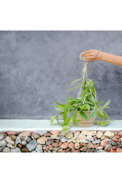 Askılı saksıda mum çiçeği no 1 ürün görseli