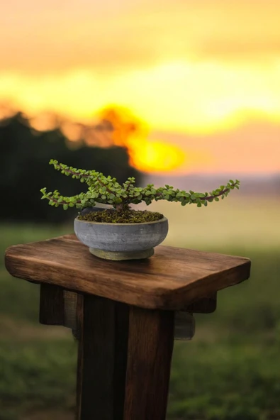 Bonsai Yeşim Ağacı Dekoratif Taş Saksıda - Resim 3