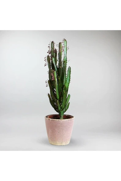 Süt Ağacı Euphorbia Trigona 60 cm Dekoratif Saksıda