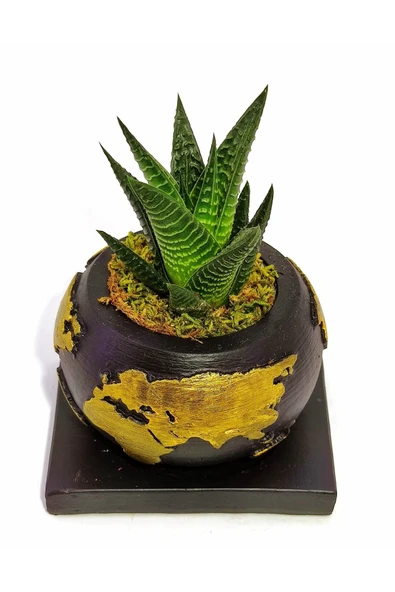 Dekoratif Saksıda Haworthia - Resim 2