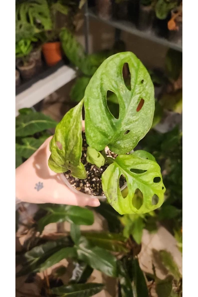 Monstera Adansonii Monkey Mask Deve Tabanı Bitkisi - Resim 3