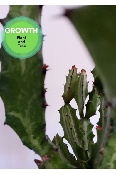 Euphorbia Lactea Kaktüs - Resim 4