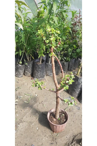 Bonzai Para Çiçeği (crasula) - Resim 2