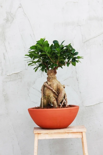 Dekoratif Saksıda Bonsai Ficus Gingseng 2500 gr Gövde 50 cm - 4