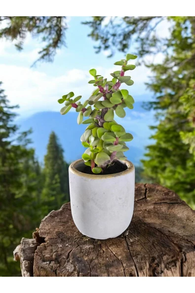 Mini Bonsai Para Ağacı Dekoratif Beton Saksıda 870866 - Resim 3