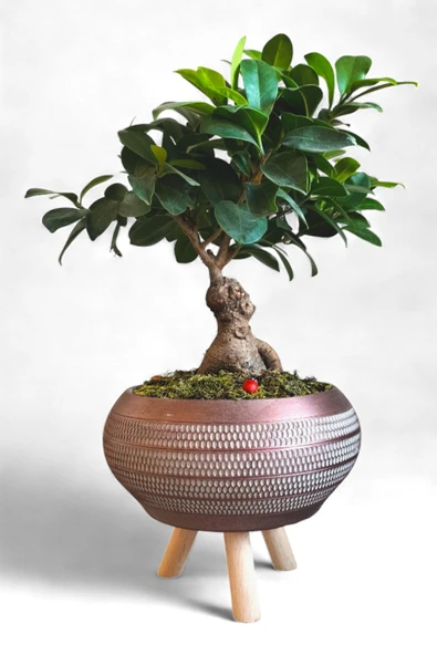 Ficus Ging Seng Bonsai Ayaklı Saksı da ürün görseli