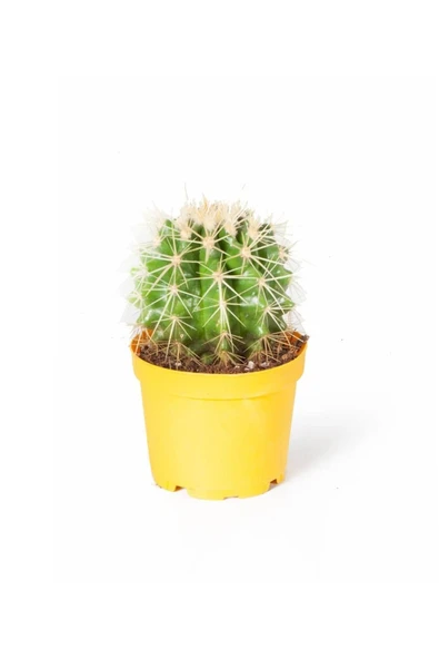 Echinocactus Grusonii 8,5cm Ø ürün görseli 1
