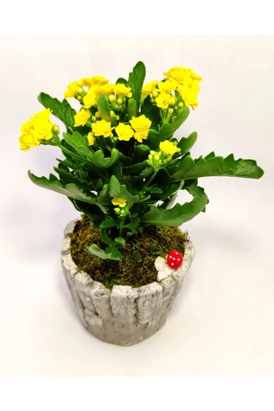 Dekoratif Ağaç Kabuğu Desenli Saksıda Kalanchoe - 3
