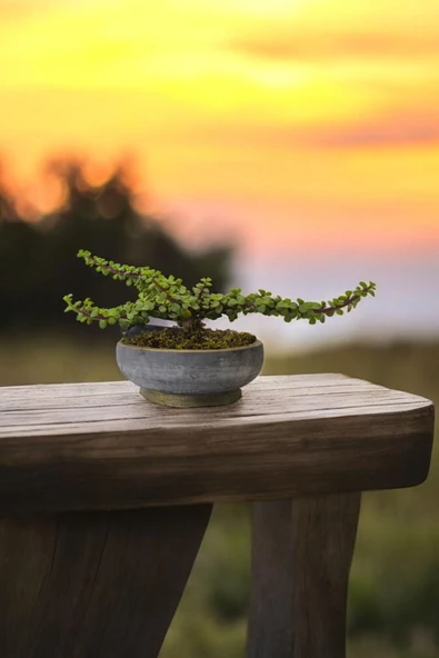 Bonsai Yeşim Ağacı Dekoratif Taş Saksıda